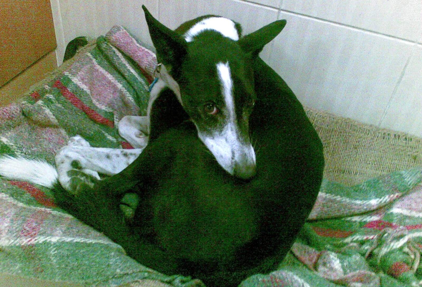 View of Why Does My Dog Suck On Blankets? (10 Intriguing Reasons) - The Cat and ...