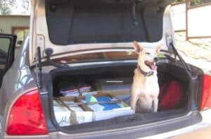 Stressed sandy color desert dog sitting in open trunk of car during house move