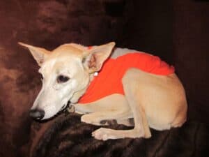 Sandy color desert dog wearing fluorescent orange jacket curled up on brown sofa