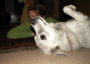 Gray dog lying on her back showing the whites of her eyes, with woman lying behind looking away