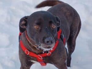 Black dog in the snow wearing red Freedom No-Pull Harness