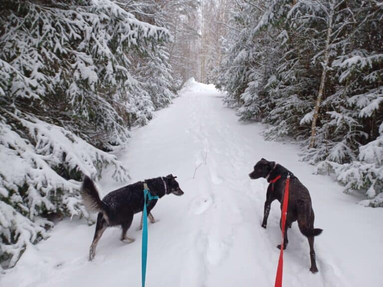 Two black dogs in the snow wearing a red and blue Freedom No-Pull Harness respectively