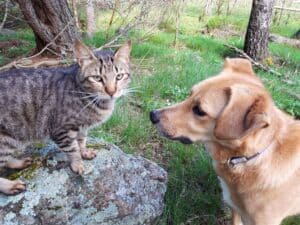 Tabby cat sitting on rock facing large red dog looking at camera
