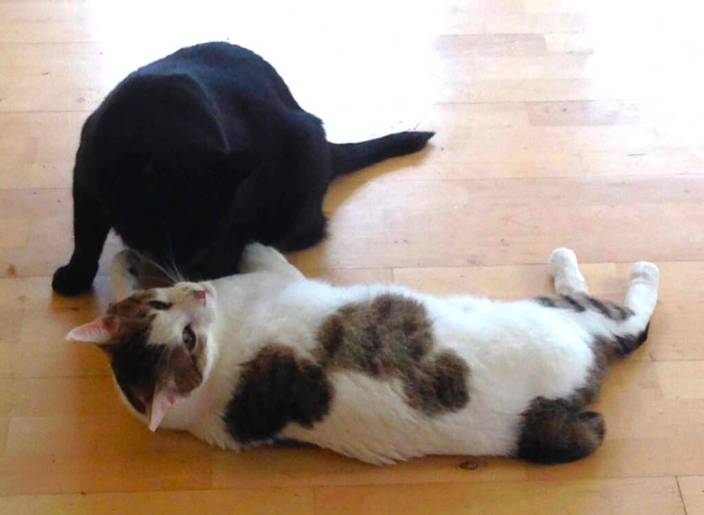 Black cat sitting playing with tabby and white cat rolling on his back