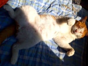 Ginger and white cat rolling around on his back on blue plaid duvet