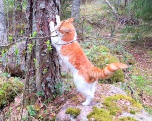Ginger and white cat scratching a tree in the forest