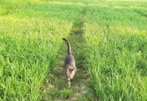 Tabby cat with tail upright walking in narrow path between two grassy fields