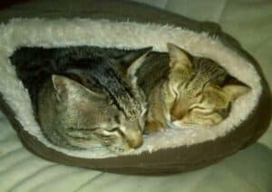 Two tabby cats hiding and sleeping in covered furry brown and beige cat bed