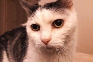 Sad tabby and white cat with green eyes and dilated pupils