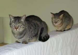 Tw tabby cats sitting on a ledge one behind the other