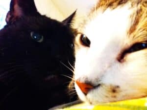 Close up of black cat and white and tabby cat lying nose to nose