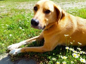 Large tan dog lying in grass and daisies looking sad and a little scared
