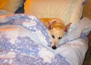 Sandy color Dubai rescue dog tucked up in bed looking anxious