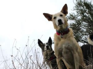 Black and white saluki cross dog standing behind sandy color desert dog in canyon, looking down at camera