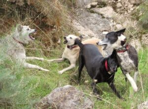 Four dogs in action playing, running and doing play bows in a canyon