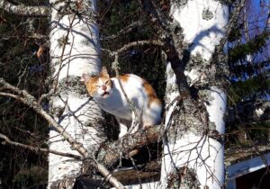 Tabby, ginger and white cat high up in birch tree, meowing