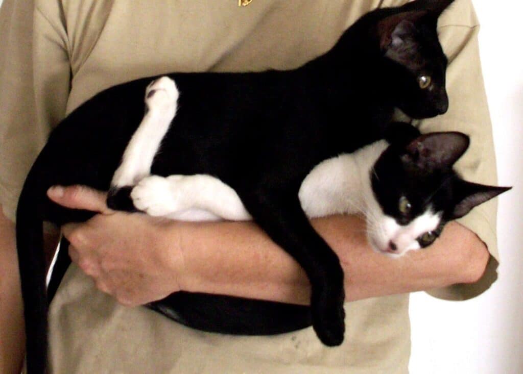 Black kitten and black and white kitten brothers being picked up and cuddled, lying on human's forearm