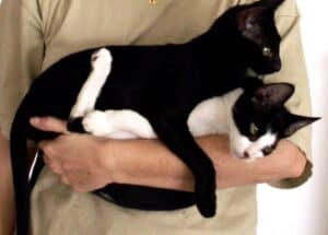 Black kitten and black and white kitten brothers being picked up and cuddled, lying on human's forearm