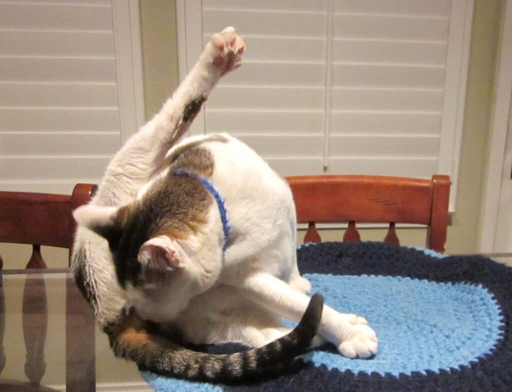 When Cats Groom Themselves by Licking Their Leg: Surprising Reasons Explained