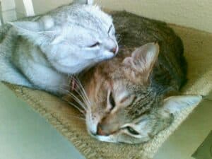 Silver gray cat lying next to and licking tabby cat