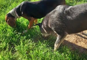 Medium size flufy black dog and smaller black, tan and white dog sniffing the grass intently