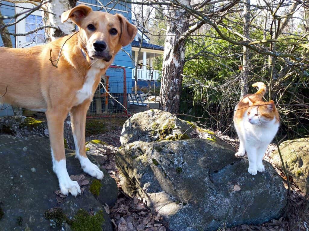 Large tan dog and ginger and white cat standing on rock with in front of blue wooden house