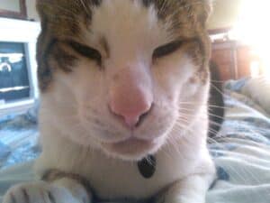 Close up of sad tabby and white cat with paws crossed