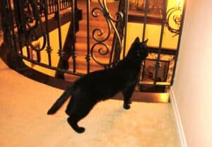 Black cat on carpeted landing in home behind wrought iron railing bannister looking downstairs