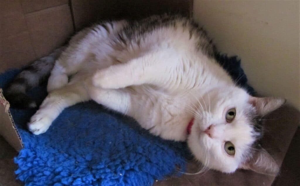 Pretty gray and white cat lying on her side on blue fluffy mat staring up at camera
