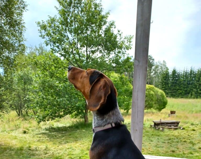 Small black and tan rescue dog sniffing the air, demonstrating the benefits of sniffing for dogs