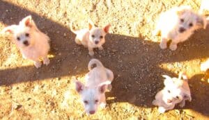 5 fluffy white terrier mix puppies looking up at camera, sitting on sandy trail
