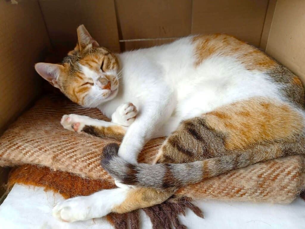 Ginger, tabby and white cat curled up, half asleep