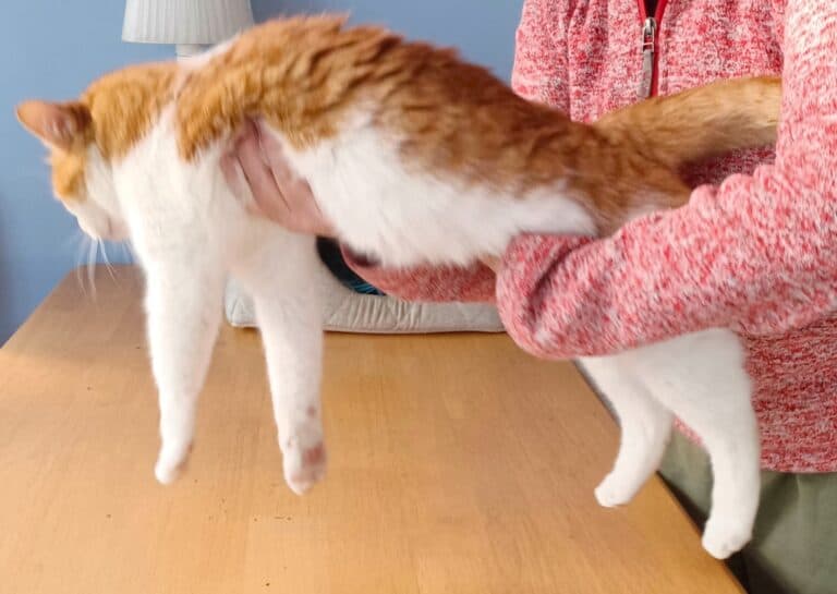 Demonstrating with a ginger and white cat how to pick up a cat - place one hand under the cat's chest and the other underneath the hindquarters and slowly lifting
