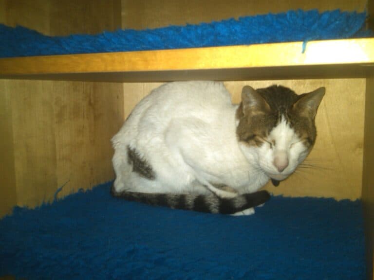 Lonely white cat with tabby markings on head and tail hiding away in cupboard with blue matting