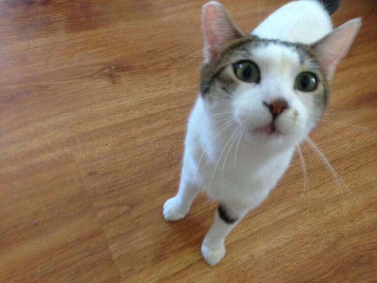White cat with tabby markings on head looking up at owner