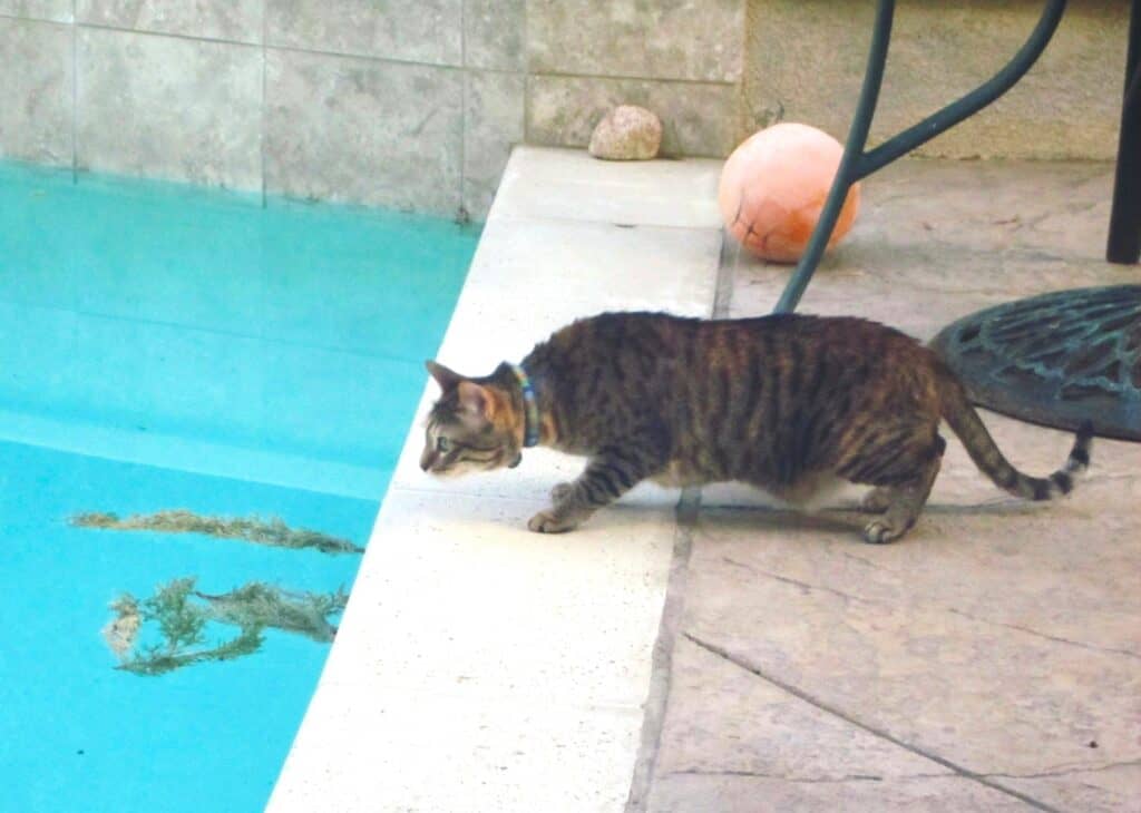 Tabby cat stalking and hunting debris that has fallen into the swimming pool
