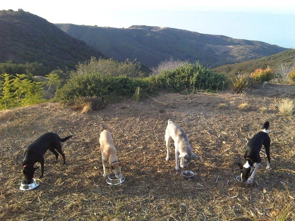 Four dogs, including a former food resource guarder, eating in a row, with hills behind them