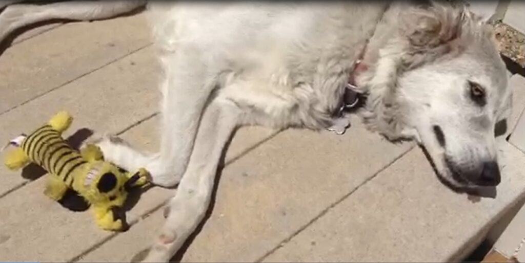 Gray saluki cross dog lying next to yellow bumble bee toy resource guarding it