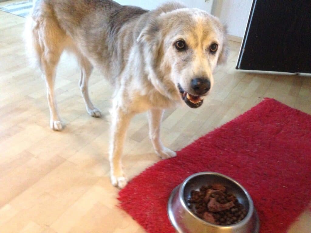 Gray saluki cross dog standing over her food bowl resource guarding 