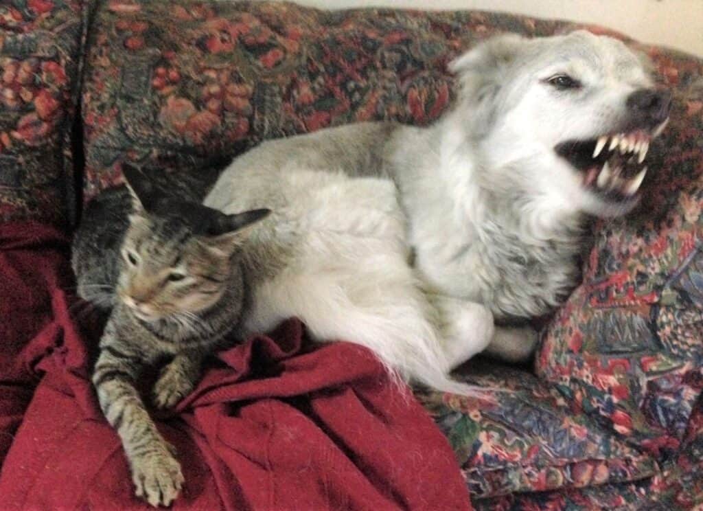 Gray saluki cross dog lying on pink flowery sofa resource guarding a pet tabby cat