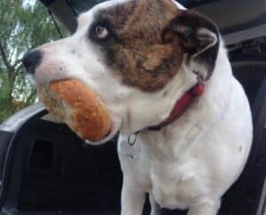White pitbull Labrador cross dog standing in the back of an SUV holding a giant chunk of bread in her mouth, resource guarding it, showing the whites of her eyes