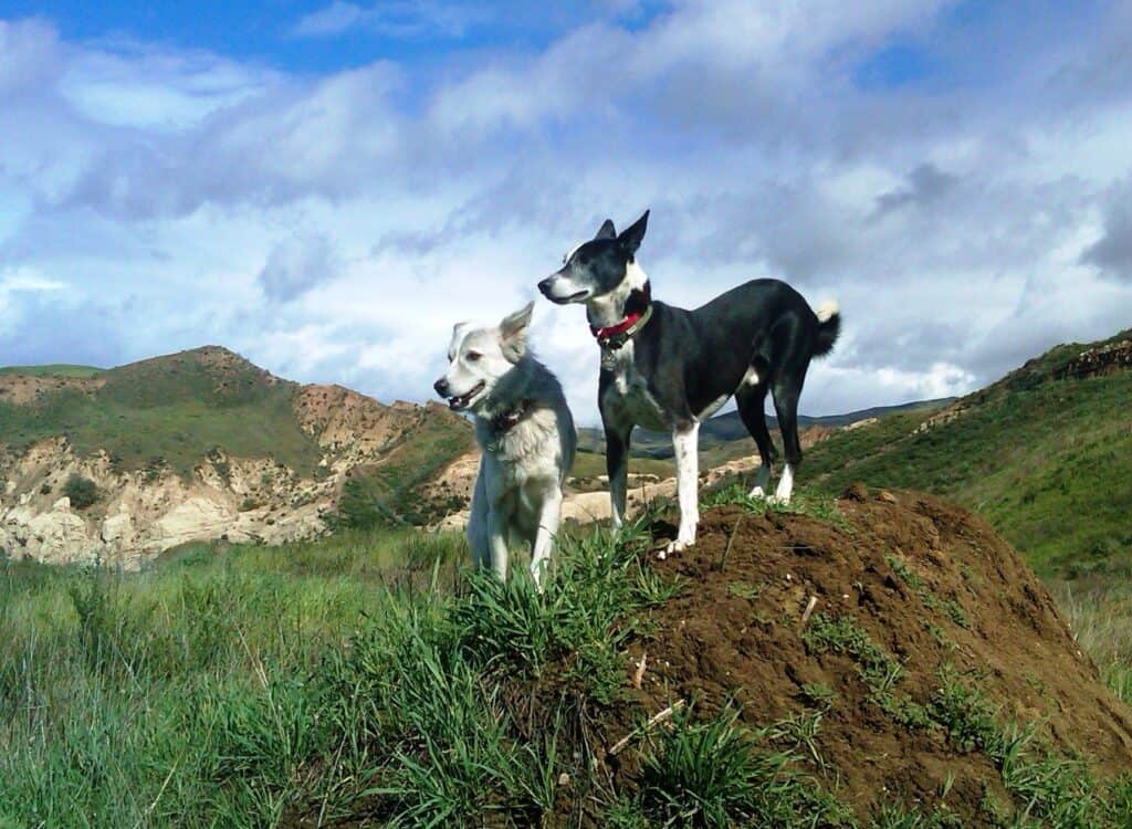 Two dog friends looking out into canyon in natural environment