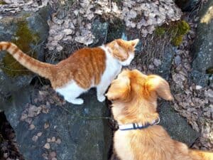 Ginger and white cat standing on rock looking down at large tan color dog