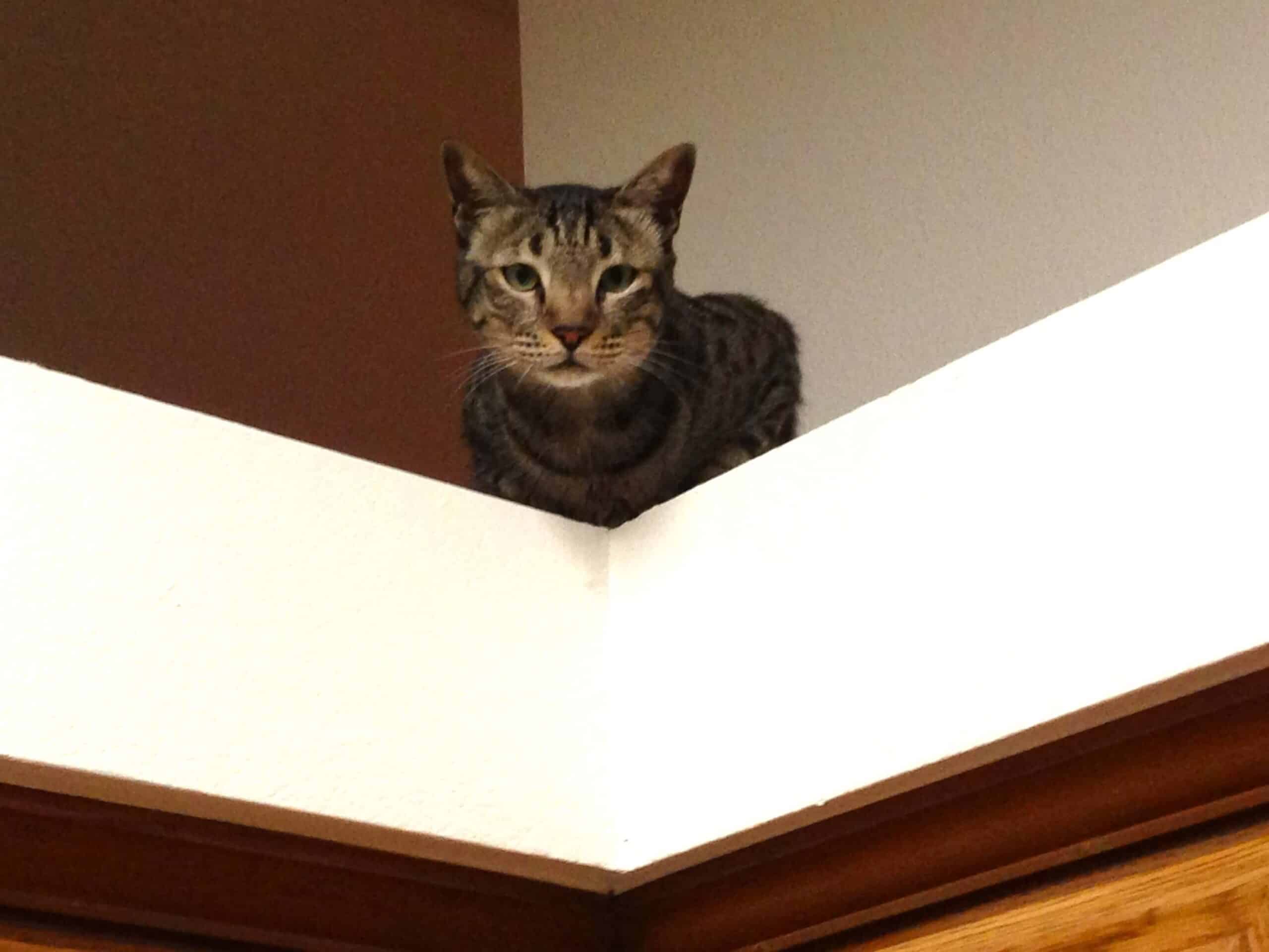 Tabby cat perched on high shelf looking down