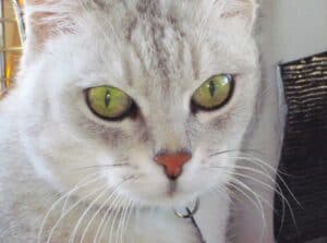 Silver gray cat with darker gray tabby markings and green eyes, displaying whiskers