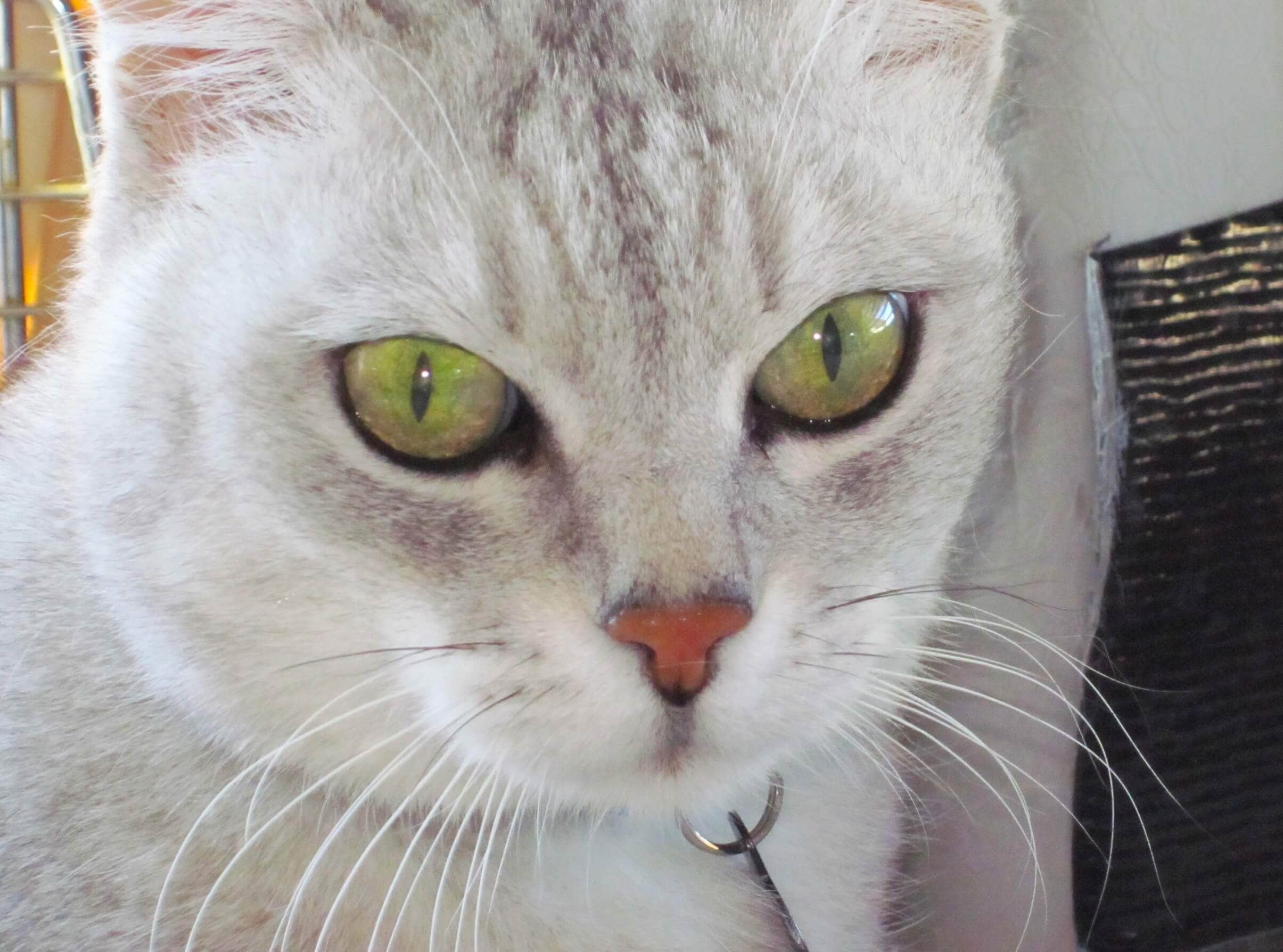 Silver gray cat with darker gray tabby markings and green eyes, displaying whiskers