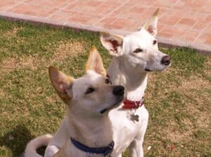 Two sandy color desert dogs sitting and paying attention during clicker training session