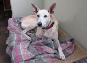 Sandy color desert dog lying on pink plaid blanket