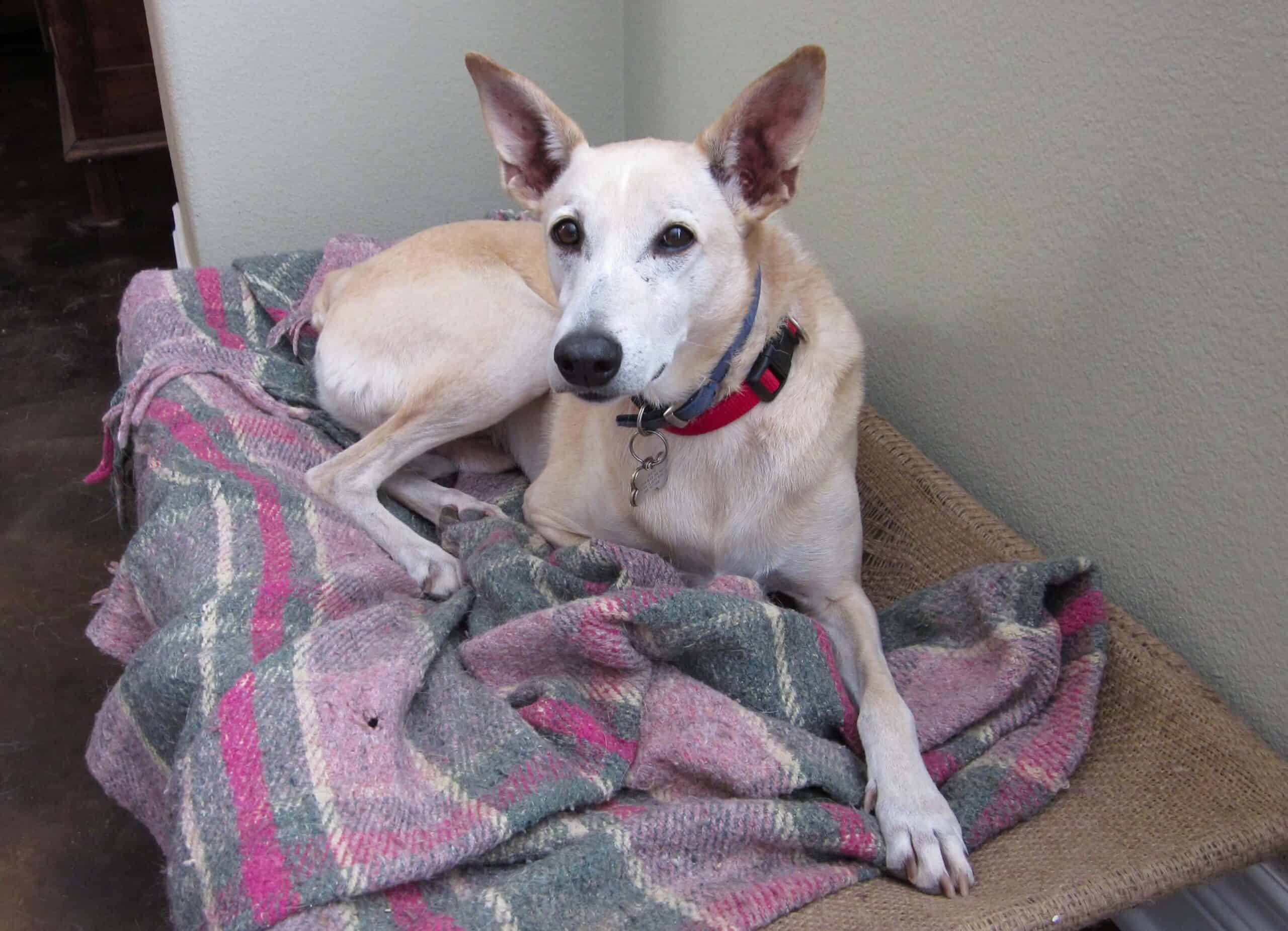 Sandy color desert dog lying on pink plaid blanket
