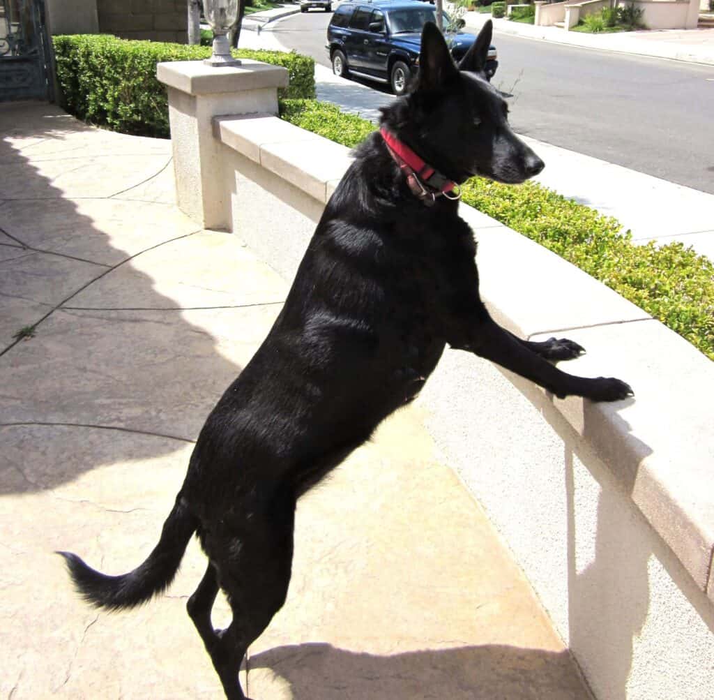Gloosy black dog standing on back legs leaning on wall looking out at road
